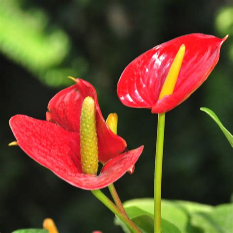 紅掌植物|花烛（天南星科花烛属的一种植物）